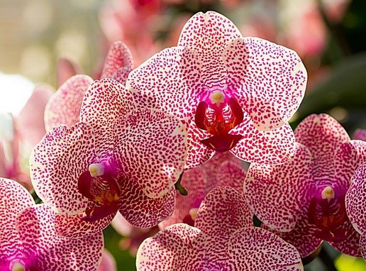 Orchideák, Kép: gardenexpo