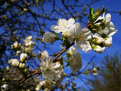 Virágzó meggyfa, Kép: sajtóanyag