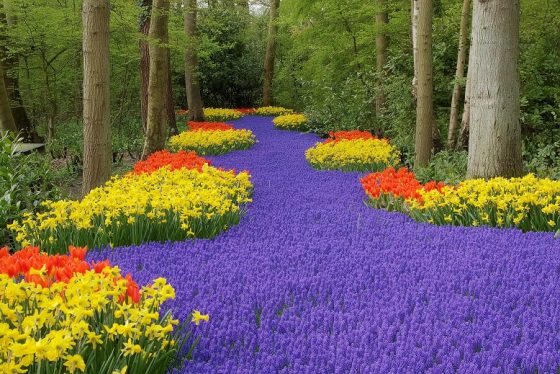 Flower bed, Keukenhof, the Netherlands
