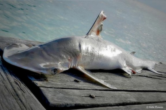 Belize, új cáfafaj felfedezése, Kép: WWF