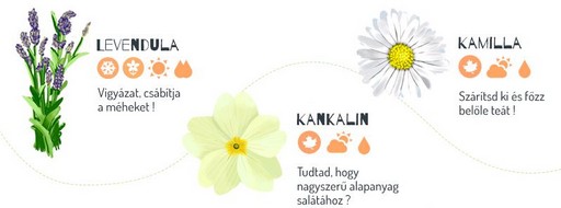 Gyógynövények, Kép: ShopAlike-infografika