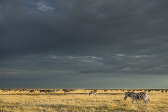 Etosha National Park, Namibia.