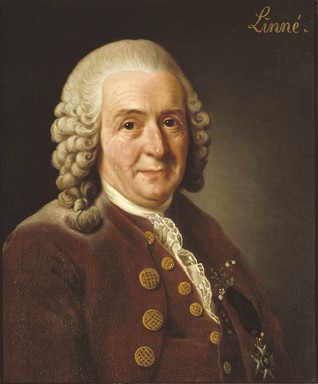 Carl von Linné, Kép: wikimedia