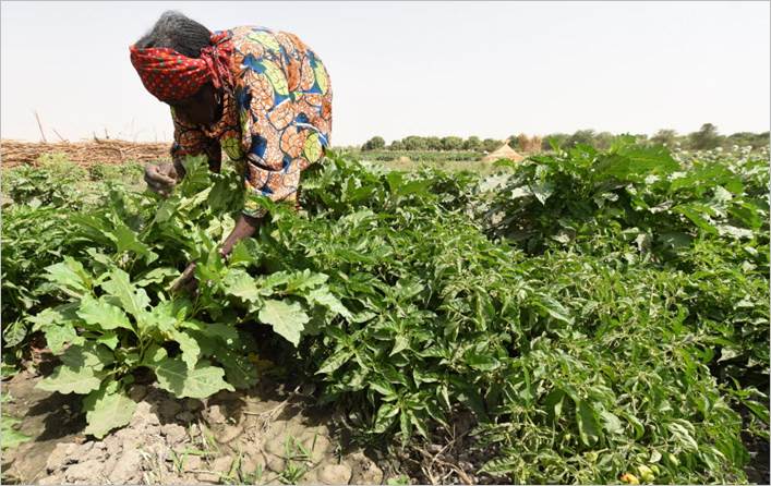 Nigériai asszony dolgozuik a földeken, Kép: FAO / Pius Utomi Ekpei