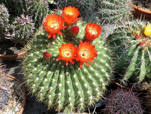 Virágzó kaktusz, echinopsis-bruchii, Kép: Füvészkert