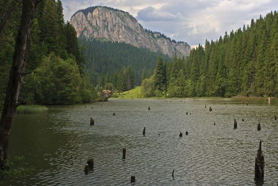 A Gyilkos-tó Románia egyik legfestőibb és vadregényesebb tava. A tó sajátosságát és varázsát a keletkezésekor elárasztott fenyőerdőből visszamaradt, fenyőcsonkokkal teletűzdelt, zöldes árnyalatú vízfelület adja meg, az északon magasló Kis-Cohárd 1344,5 m magas sziklatömbjével.