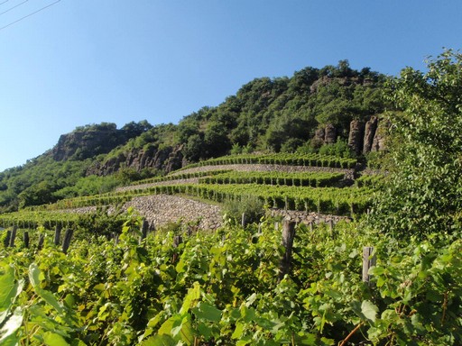 Somló-hegy, szőlőültetvény, Kép: wikimedia