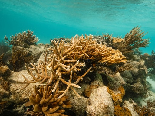 Belize Korallzátony, Kép: Audra Melton