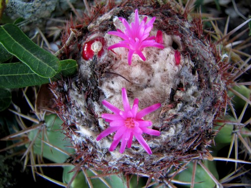 Gömböc kaktusz, Kép: Magyar Kaktuszgyűjtők Országos Egyesülete