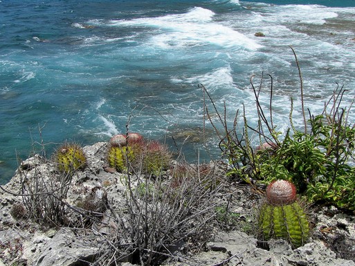 Karib-tenger kaktuszai, Kép: Gömböc kaktusz, Kép: Magyar Kaktuszgyűjtők Országos Egyesülete