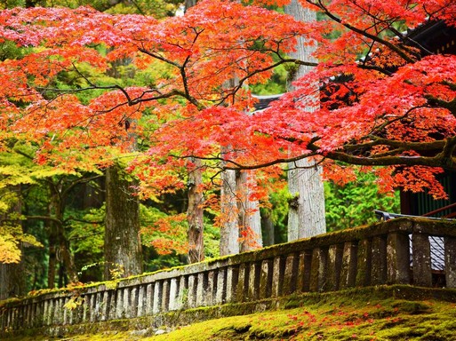 Momiji - az erdő csendjében, Kép: Japánspecialista