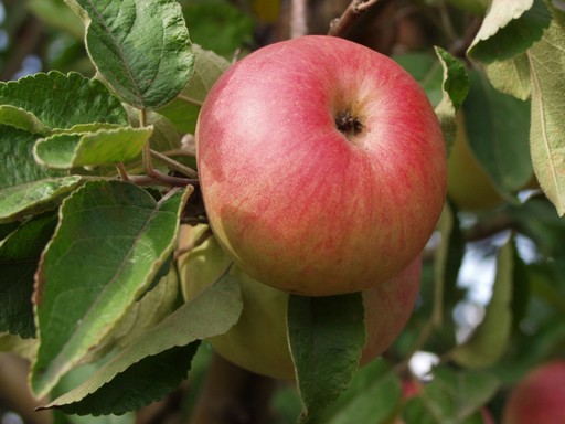 Szász pap alma, Kép: NAIK/MKSZN
