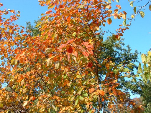 Cotynus coggygria ősszel, Kép: PTE