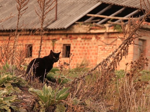 Elhagyott fekete cica, Kép: eMag