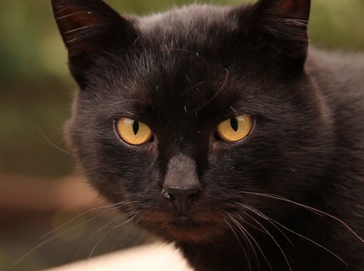 Fekete cica közeli, Kép: eMAG