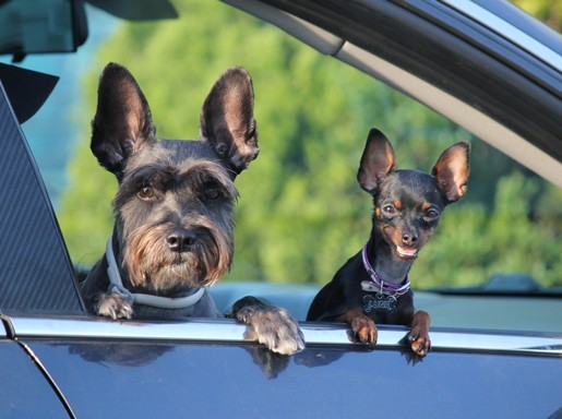 Kutyák a kocsiban, Kép: pxhere