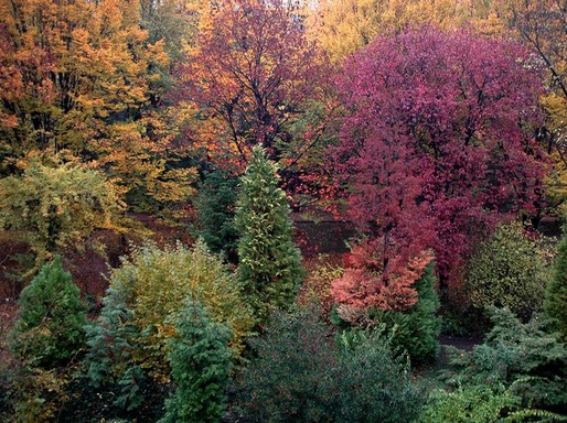 Pécsi erdő ősszel, Kép: PTE