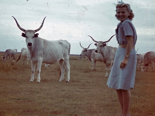 Szürkemarha gulya a legelőn, mellette csinos hölgy, Kép: wikimedia