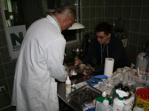 Állatorvosi ellátást kap egy madár a Hortobágyi Madrákórházban, Kép: Viasat Nature