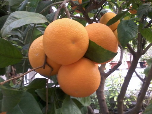 Citrus aurantium var. dulcis, Kép: PTE
