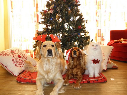 Kutyák, cica karácsonyi jelmezben, Kép: picabay