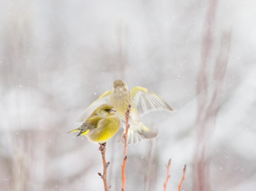 Téli madár 4, Kép: SEFAG Zrt.