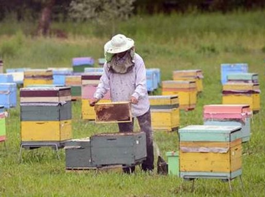 Méhészet, Kép: FAO/Tofik Babayev