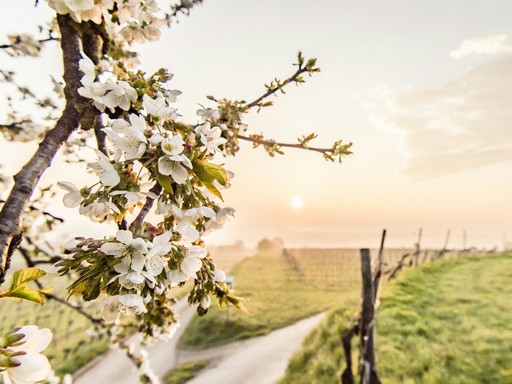 Cseresznyevirágzás, Kép: sajtóanyag