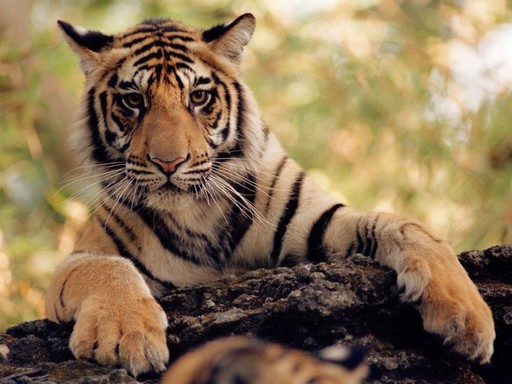 Tiger, India, Kép: Staffan Widstrand, WWF. 
