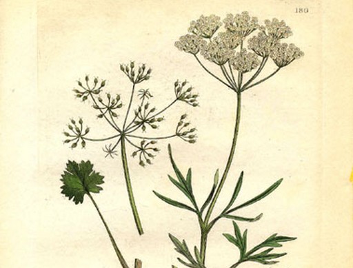 Ánizs és virágja, Kép: wikipedia