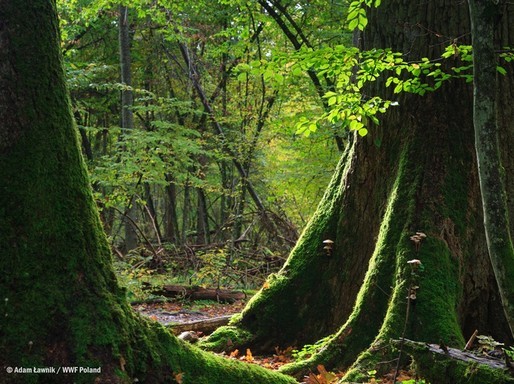Lenyel őserdő, Kép: Adam Lawnik/ WWF