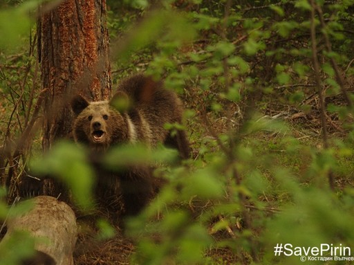 A Pirin erdő medvéje, Kép: Kostadin Valchev