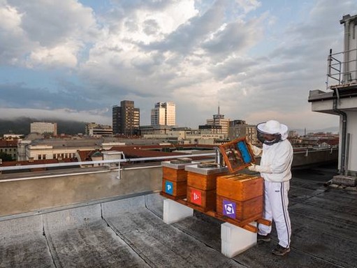 Városi méhész ljubljanai háztetőn. Kép: Jost Gantar