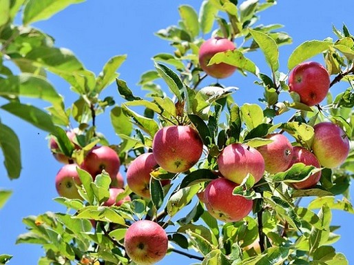 Almák a fán, Kép: Megyeri Szabolcs
