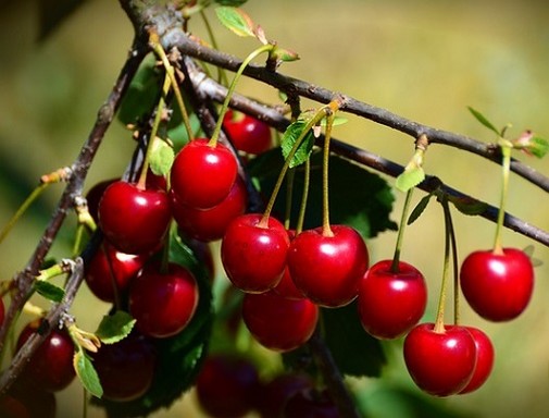Cseresznyék a fán, Kép: Megyeri Szabolcs