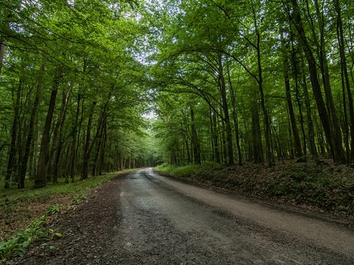 Zselici erdő, Kép: SEFAG Zrt.