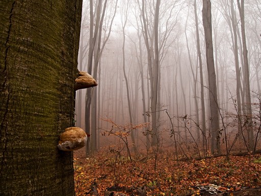 Őszi erdő, Kép Sefag Zrt.