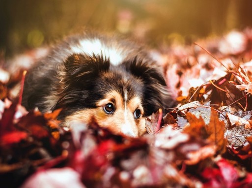 Kutya a levelek közt, Kép: pixnio