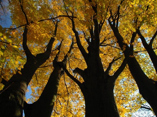 Pécsi erdő sárga levelekkel, Kép: Mánfai György
