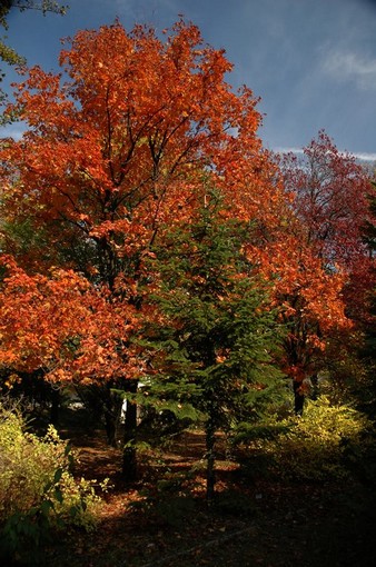 Sokszínű ősz, Kép: Mánfai György