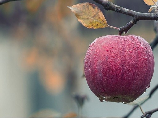 Szép alma, Kép: Megyeri Szabolcs