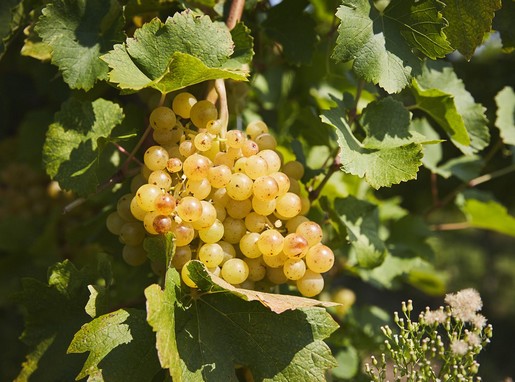 Dél-balatoni szőlő, Kép: Furmint Photo