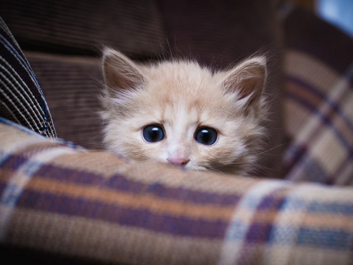 Félős cica, Kép: sajtóanyag