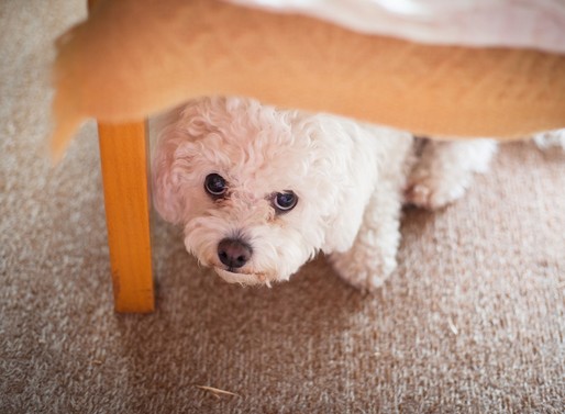Nagyon félős kutyus, Kép: sajtóanyag