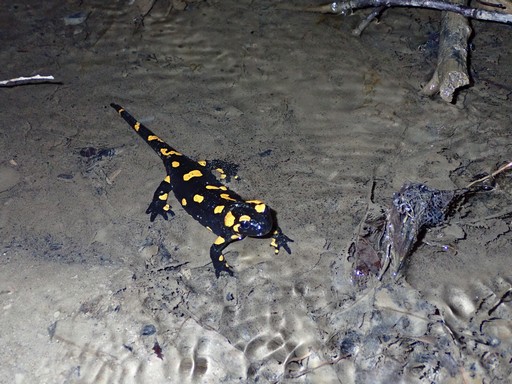 Sekély vízbe lárváit éppen beengedő szalamandra, Kép: Halpern Bálint