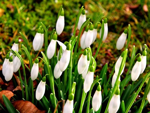 Hóvirágok, Kép: pixabay