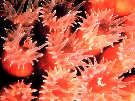 Korall, Kép: wikipedia