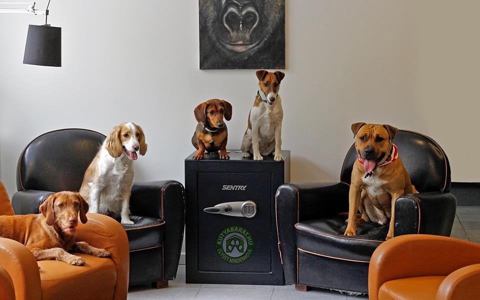 Kutyák a fotelben, Kép: kutyabarat.hu