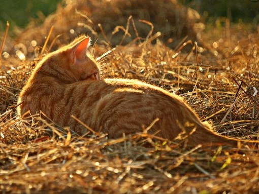 Tavaszi napfényben sütkérező cicus, Kép: pixnio