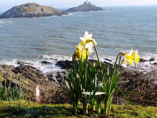 Wales és a nárcisztövek, Kép: pxhere